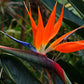 Strelitzia Royal Bird of Paradise Seeds Perennial Flowers for Planting Giant Non GMO 3 Seeds
