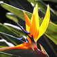 Strelitzia Royal Bird of Paradise Seeds Perennial Flowers for Planting Giant Non GMO 3 Seeds