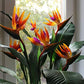 Strelitzia Royal Bird of Paradise Seeds Perennial Flowers for Planting Giant Non GMO 3 Seeds