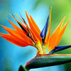 Strelitzia Royal Bird of Paradise Seeds Perennial Flowers for Planting Giant Non GMO 3 Seeds