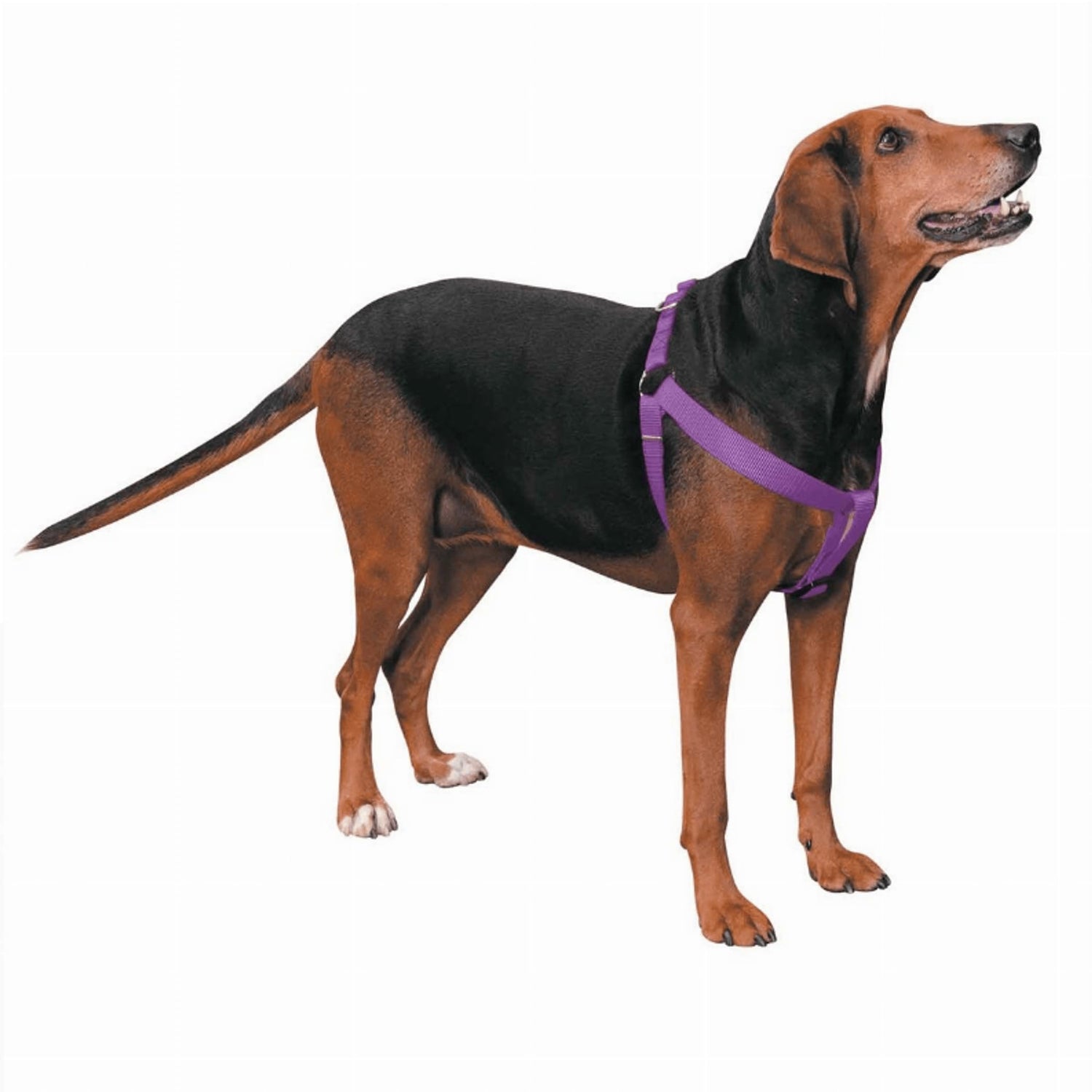 Dog Collars, Harnesses & Leashes