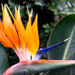 Strelitzia Royal Bird of Paradise Seeds Perennial Flowers for Planting Giant Non GMO 3 Seeds