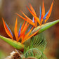 Strelitzia Royal Bird of Paradise Seeds Perennial Flowers for Planting Giant Non GMO 3 Seeds