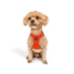 Tailpetz Dog Harness with Breathable Mesh, Reflective, Step-in, No Pull Dog Vest Harness for Small and Medium Dogs and Cats, Neon Orange, 3XS