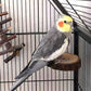 Hamiledyi Perch Platform for Bird Cage,Natural Round Wooden Stand Platform Bird Toy for Canary Parakeet Cockatiel Parrot Budgie Sparrow(3 Pcs)