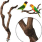 kathson Natural Parrot Perch Bird Stand Pole Wild Grape Stick Paw Grinding Fork Parakeet Climbing Standing Branches Toy Chewable Cage Accessories for Small Budgies Cockatiels Lovebirds