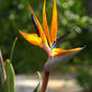 Strelitzia Royal Bird of Paradise Seeds Perennial Flowers for Planting Giant Non GMO 3 Seeds