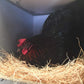 BWOGUE 100g/3.5oz Natural Grass Nesting Pads for Chicken Hens Birds Nest Bedding