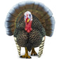 Safari Ltd. Turkey Figurine - Realistic 3" Plastic Figure - Thanksgiving Decoration or Educational Toy for Kids Ages 3+