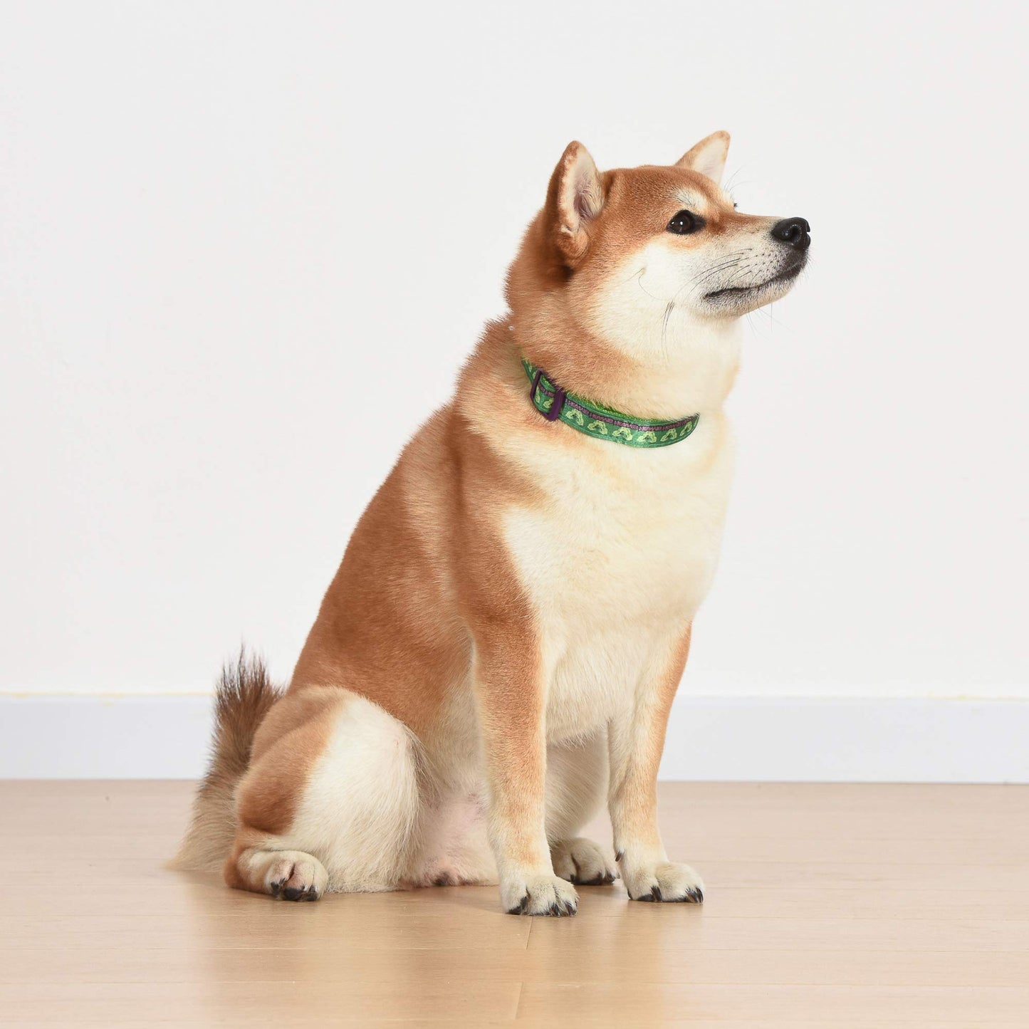 Marvel Comics The Hulk Dog Collar, Small Green & Purple | Officially Licensed Marvel The Incredible Hulk Dog Collar | Small Dog Collar for Small Dogs with D-Ring, Cute Dog Apparel & Accessories