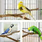 kathson Natural Parrot Perch Bird Stand Pole Wild Grape Stick Paw Grinding Fork Parakeet Climbing Standing Branches Toy Chewable Cage Accessories for Small Budgies Cockatiels Lovebirds
