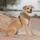 Best Pet Supplies Voyager Aerolite No Pull Mesh Dog Harness, Reflective Stitching, Breathable Harness, Adjustable for Walking, Training, Running, Heavy Duty and Durable, Beige, XL