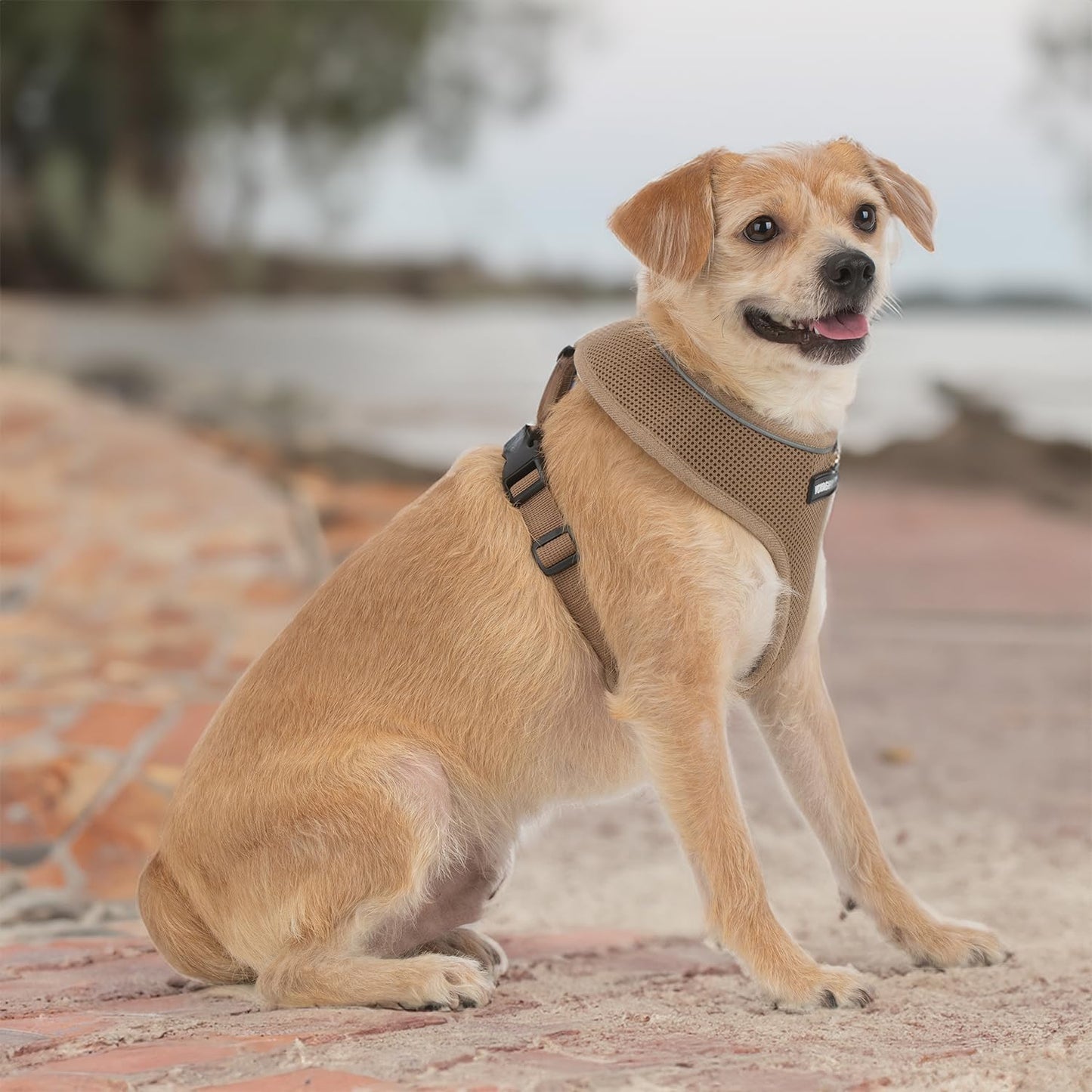 Best Pet Supplies Voyager Aerolite No Pull Mesh Dog Harness, Reflective Stitching, Breathable Harness, Adjustable for Walking, Training, Running, Heavy Duty and Durable, Beige, XL