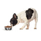 PetRageous 13097 Fiji Stainless Steel Non-Slip Dishwasher-Safe Dog Bowl 1.75-Cup Capacity 5.5-inch Diameter 1.75-inch Tall for Small and Medium Size Dogs and Cats, Light Grey and Black