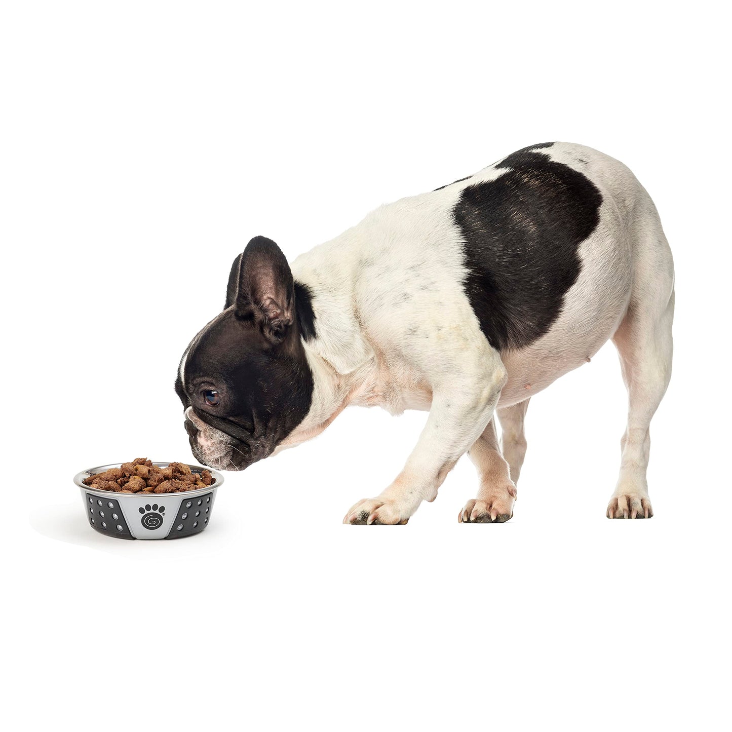 PetRageous 13097 Fiji Stainless Steel Non-Slip Dishwasher-Safe Dog Bowl 1.75-Cup Capacity 5.5-inch Diameter 1.75-inch Tall for Small and Medium Size Dogs and Cats, Light Grey and Black