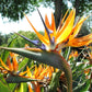 Strelitzia Royal Bird of Paradise Seeds Perennial Flowers for Planting Giant Non GMO 3 Seeds