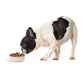 PetRageous 16009 Kona Stainless Steel Non-Slip Dishwasher-Safe Dog Bowl 1.75-Cup 5.5-Inch Diameter 1.75-Inch Tall for Small and Medium Dogs and Cats 14-Ounce, White