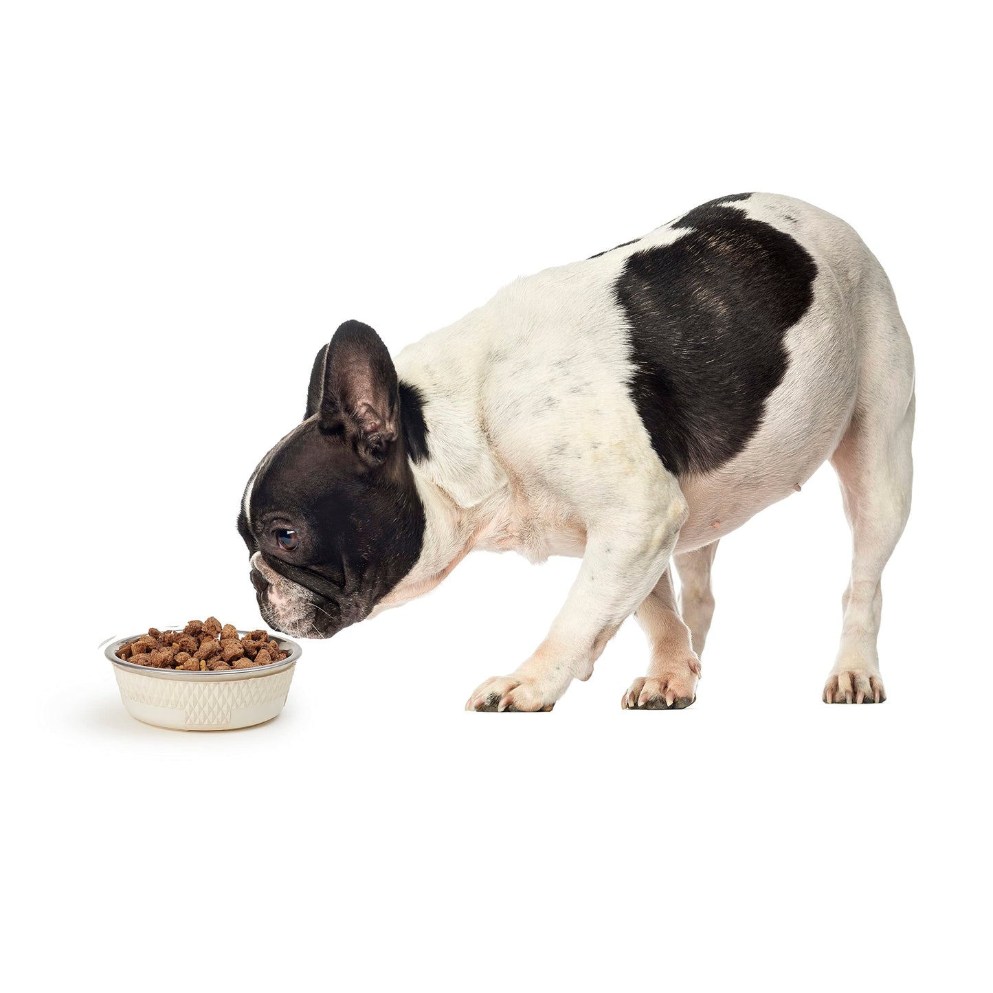 PetRageous 16009 Kona Stainless Steel Non-Slip Dishwasher-Safe Dog Bowl 1.75-Cup 5.5-Inch Diameter 1.75-Inch Tall for Small and Medium Dogs and Cats 14-Ounce, White