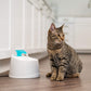 IRIS USA Cat Water Fountain, 44oz / 1.3L, Kitty Spout , Dog Fountain Water Bowl, Silent and Replaceable Charcoal Filter, White/Blue