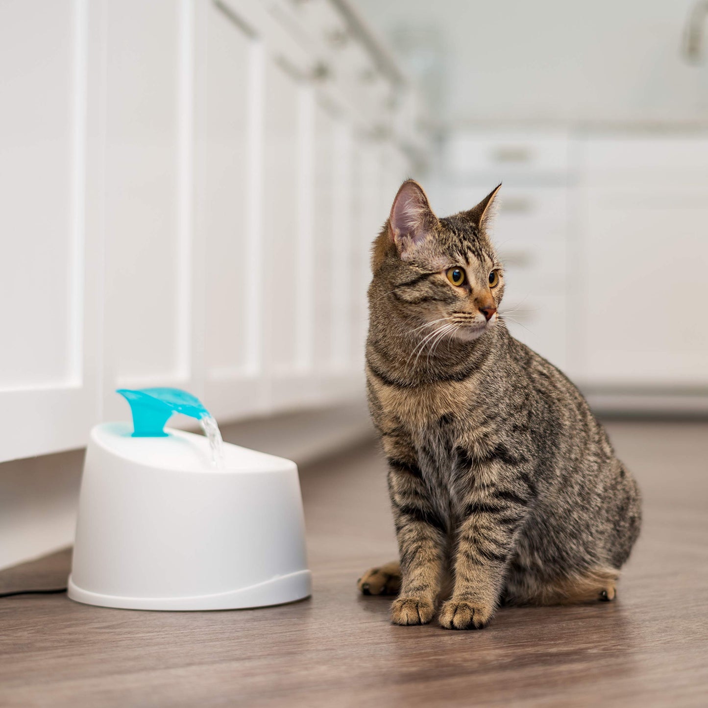 IRIS USA Cat Water Fountain, 44oz / 1.3L, Kitty Spout , Dog Fountain Water Bowl, Silent and Replaceable Charcoal Filter, White/Blue