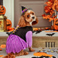 Rubies Witch Pet Costume for Dogs or Cats, Medium
