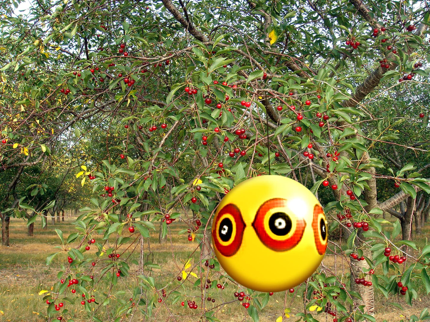 Bird-X Scare-Eye Balloon, Predator 3D Eye Balloons with Glaring Eyes and Bright Colors, Covers up to 6,000 sq. ft. Area, Pack of 1 Yellow Balloon