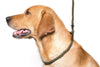 Dog & Field Deluxe Gundog Slip Leash - Olive Green. Soft Spliced Marine Rope Slip Leash for Dogs with Rubber Stopper, Easy to Slip On, No Collar Or Harness Needed. Training Lead for Dogs, One Size