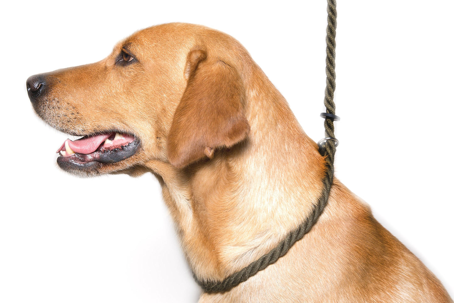Dog & Field Deluxe Gundog Slip Leash - Olive Green. Soft Spliced Marine Rope Slip Leash for Dogs with Rubber Stopper, Easy to Slip On, No Collar Or Harness Needed. Training Lead for Dogs, One Size