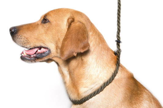 Dog & Field Deluxe Gundog Slip Leash - Olive Green. Soft Spliced Marine Rope Slip Leash for Dogs with Rubber Stopper, Easy to Slip On, No Collar Or Harness Needed. Training Lead for Dogs, One Size