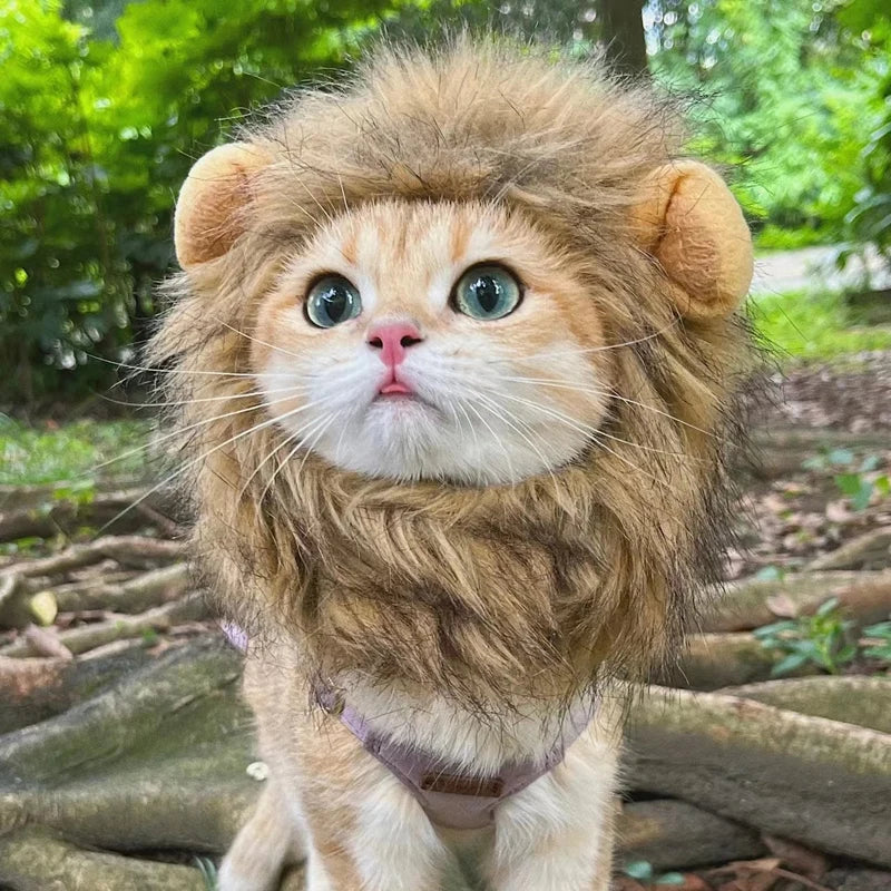 Cat Outfits
